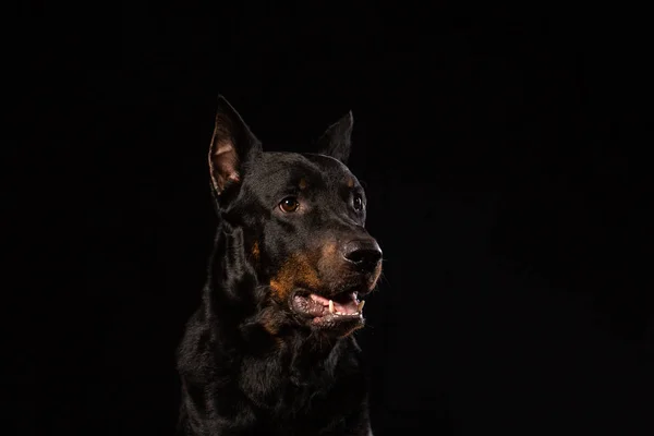 Ritratto Bellissimo Cane Doberman Nero Sfondo Nero Copia Spazio — Foto Stock