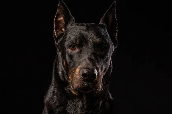 在黑色背景上的美丽黑色男杜宾狗的肖像 — 图库照片