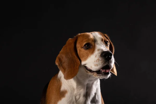 Portret Piękne Beagle Pies Czarnym Tle — Zdjęcie stockowe