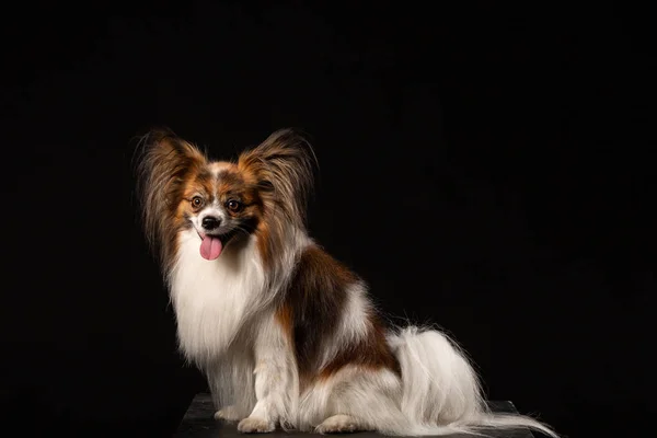 Closeup Retrato Surprised White Papillon Dog Fundo Preto — Fotografia de Stock