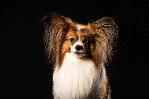 Closeup Retrato Surprised White Papillon Dog Fundo Preto — Fotografia de Stock