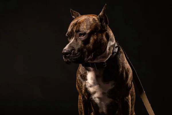 Pozorný Pit Bull Zblízka Studio Zastřelil Černém Pozadí Kopie Prostor — Stock fotografie