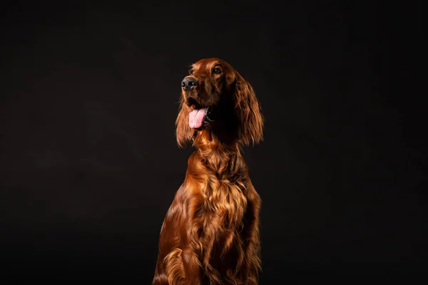 Portrait Irish Setter Dog Isolated Black Background — Stock Photo, Image