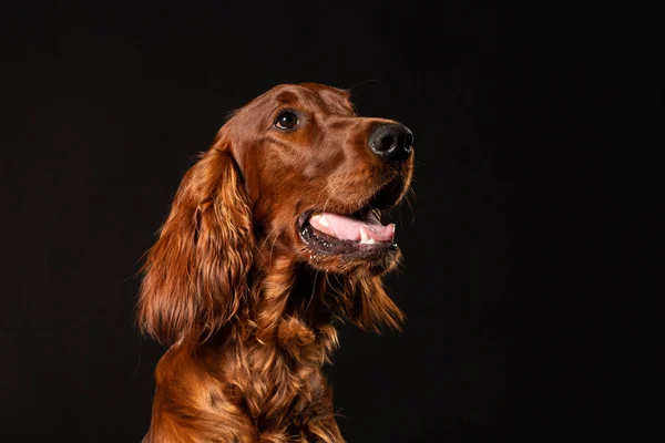 Portrait Irish Setter Dog Isolated Black Background — Stock Photo, Image