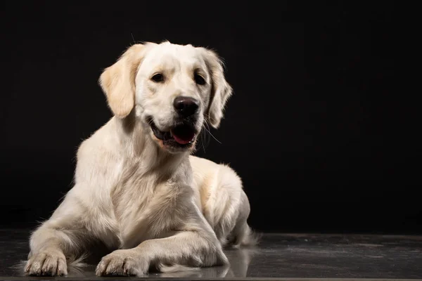 Portret Słodkie Labrador Retriever Czarnym Tle — Zdjęcie stockowe