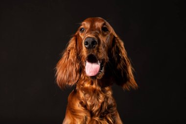 Portrait of Irish Setter puppy on black background clipart