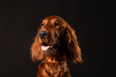 Portrait of Irish Setter puppy on black background clipart