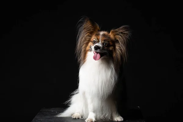 Retrato Cão Papillon Fundo Preto — Fotografia de Stock