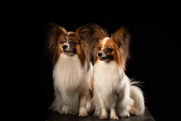 Dois Cães Papillon Raça Fundo Preto Casal Cães — Fotografia de Stock