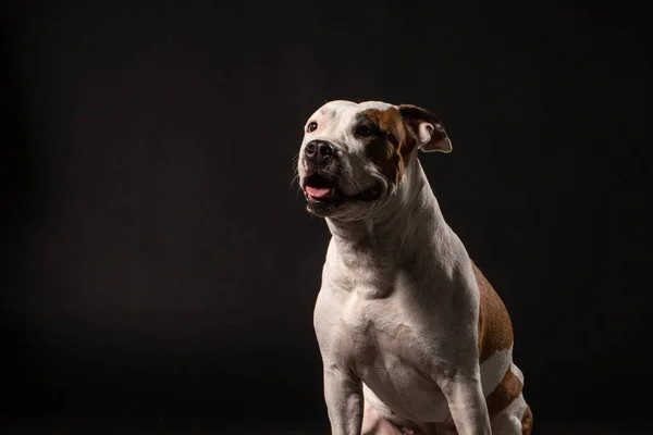 Gros Plan Portrait Belle Adulte Pur Terrier Taureau Staffordshire Sur — Photo