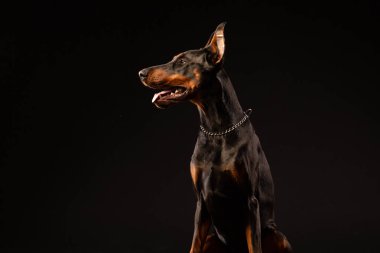 Doberman pinscher siyah arka plan üzerine portresi. antrenman ör köpek