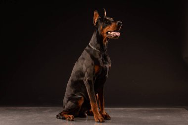 Doberman pinscher siyah arka plan üzerine portresi. antrenman ör köpek