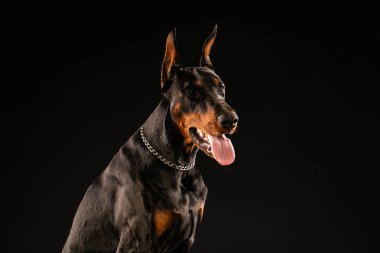Doberman pinscher siyah arka plan üzerine portresi. antrenman ör köpek