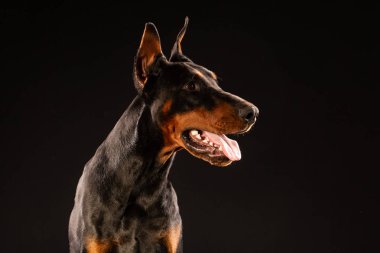 Doberman pinscher siyah arka plan üzerine portresi. antrenman ör köpek