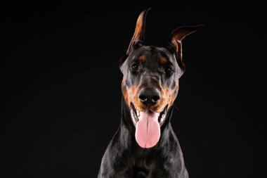 Doberman pinscher siyah arka plan üzerine portresi. antrenman ör köpek