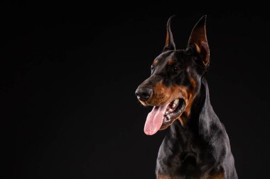 Doberman pinscher siyah arka plan üzerine portresi. antrenman ör köpek