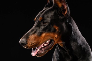 Doberman pinscher siyah arka plan üzerine portresi. antrenman ör köpek