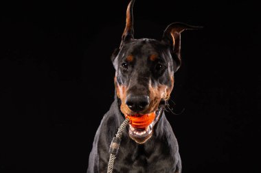 Siyah arka plan üzerine bir oyuncak top ile doberman pinscher portresi