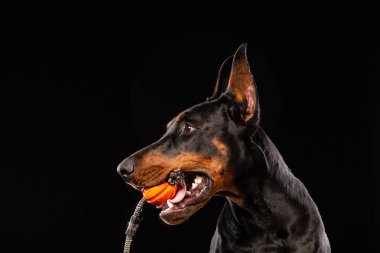 Siyah arka plan üzerine bir oyuncak top ile doberman pinscher portresi
