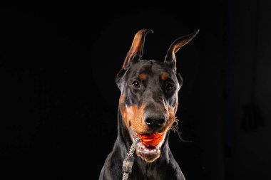 Siyah arka plan üzerine bir oyuncak top ile doberman pinscher portresi