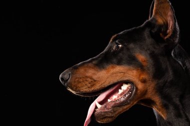 Doberman pinscher siyah arka plan üzerine portresi. antrenman ör köpek