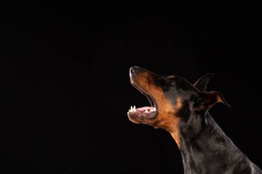 Doberman pinscher siyah arka plan üzerine portresi. antrenman ör köpek