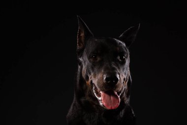 Doberman pinscher siyah arka plan üzerine portresi. antrenman ör köpek