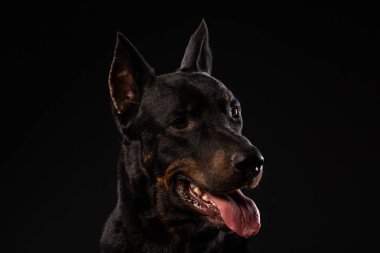Doberman pinscher siyah arka plan üzerine portresi. antrenman ör köpek