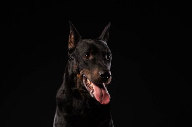Doberman pinscher siyah arka plan üzerine portresi. antrenman ör köpek