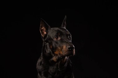 Doberman pinscher siyah arka plan üzerine portresi. antrenman ör köpek