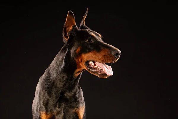 Portret Dobermany Pinscher Czarnym Tle Wyszkolonego Psa — Zdjęcie stockowe