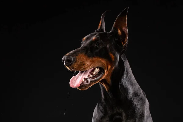 Porträt Des Dobermannpinschers Auf Schwarzem Hintergrund Ausgebildeter Hund — Stockfoto