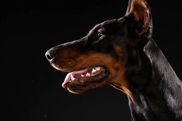 Πορτραίτο Του Ντόπερμαν Μαύρο Φόντο Εκπαιδευμένο Σκυλί — Φωτογραφία Αρχείου