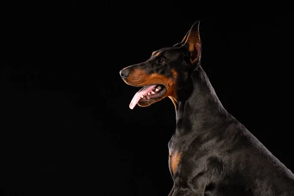 Retrato Doberman Pinscher Sobre Fondo Negro Perro Entrenado — Foto de Stock