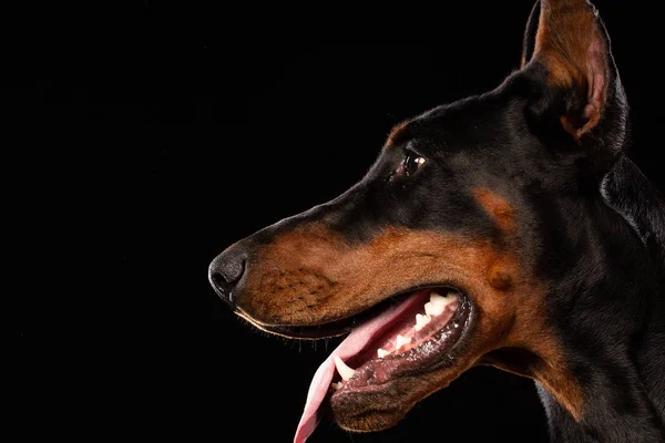 Portret Van Dobermann Pinscher Zwarte Achtergrond Getrainde Hond — Stockfoto