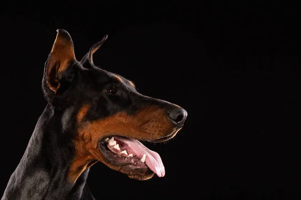 Retrato Doberman Pinscher Sobre Fundo Preto Cão Treinado — Fotografia de Stock