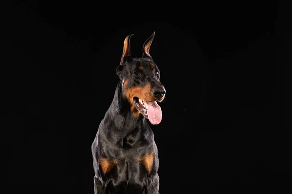 Portret Van Dobermann Pinscher Zwarte Achtergrond Getrainde Hond — Stockfoto