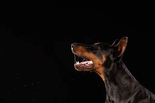 Portret Van Dobermann Pinscher Zwarte Achtergrond Getrainde Hond — Stockfoto