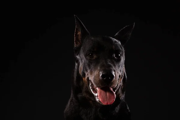 黒い背景にドーベルマン犬の肖像画 訓練を受けた犬 — ストック写真
