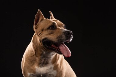 Siyah zemin üzerine kırmızı Amerikalı çukur boğa korkunç