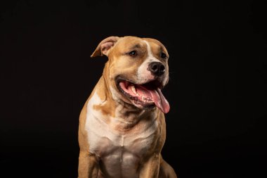 Siyah zemin üzerine kırmızı Amerikalı çukur boğa korkunç