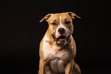 Siyah zemin üzerine kırmızı Amerikalı çukur boğa korkunç