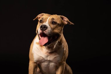 Siyah zemin üzerine kırmızı Amerikalı çukur boğa korkunç