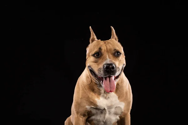 Red American Pit Bull Terrier Black Background — Stock Photo, Image