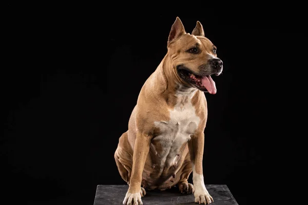 Rode Amerikaanse Pit Bull Terrier Zwarte Achtergrond — Stockfoto