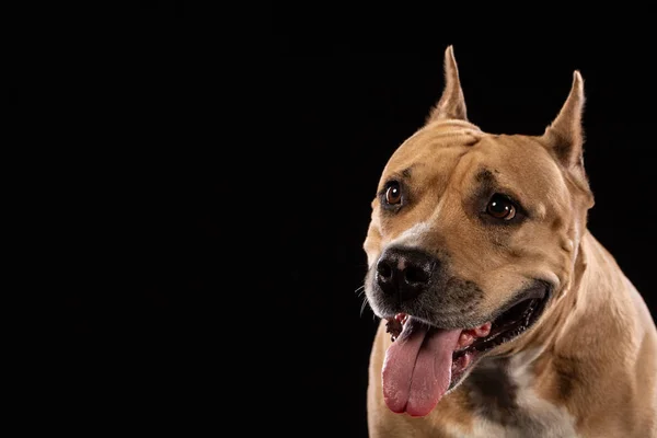 Rode Amerikaanse Pit Bull Terrier Zwarte Achtergrond Kopiëren Van Ruimte — Stockfoto