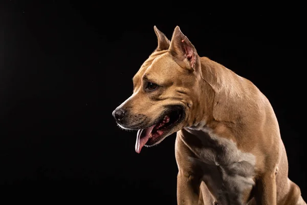 Red American Pit Bull Terrier Black Background Copy Space — Stock Photo, Image