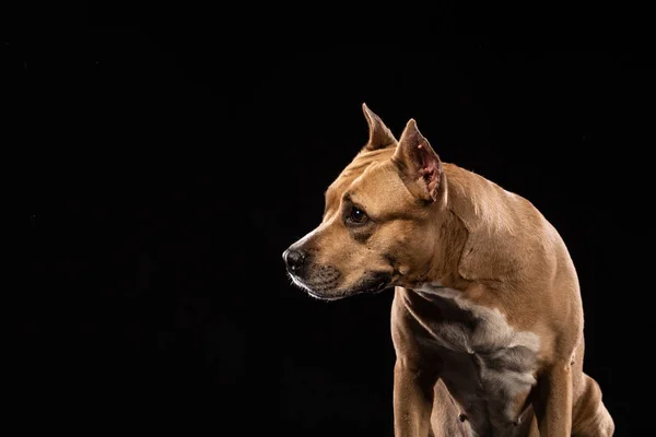 Roter Amerikanischer Pitbull Terrier Auf Schwarzem Hintergrund — Stockfoto