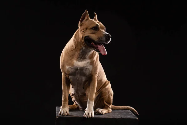 Roter Amerikanischer Pitbull Terrier Auf Schwarzem Hintergrund — Stockfoto