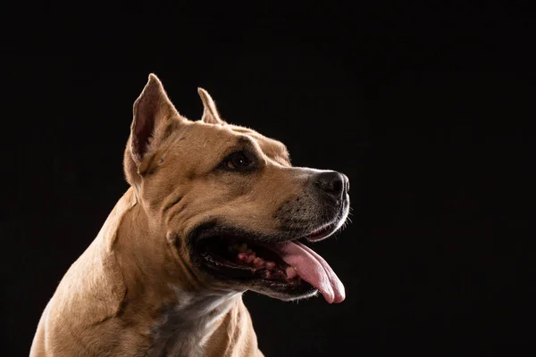 Roter Amerikanischer Pitbull Terrier Auf Schwarzem Hintergrund — Stockfoto